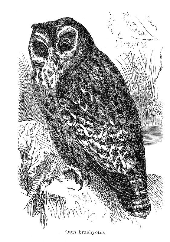 1895年的猫头鹰(Otus brachyotus)插图